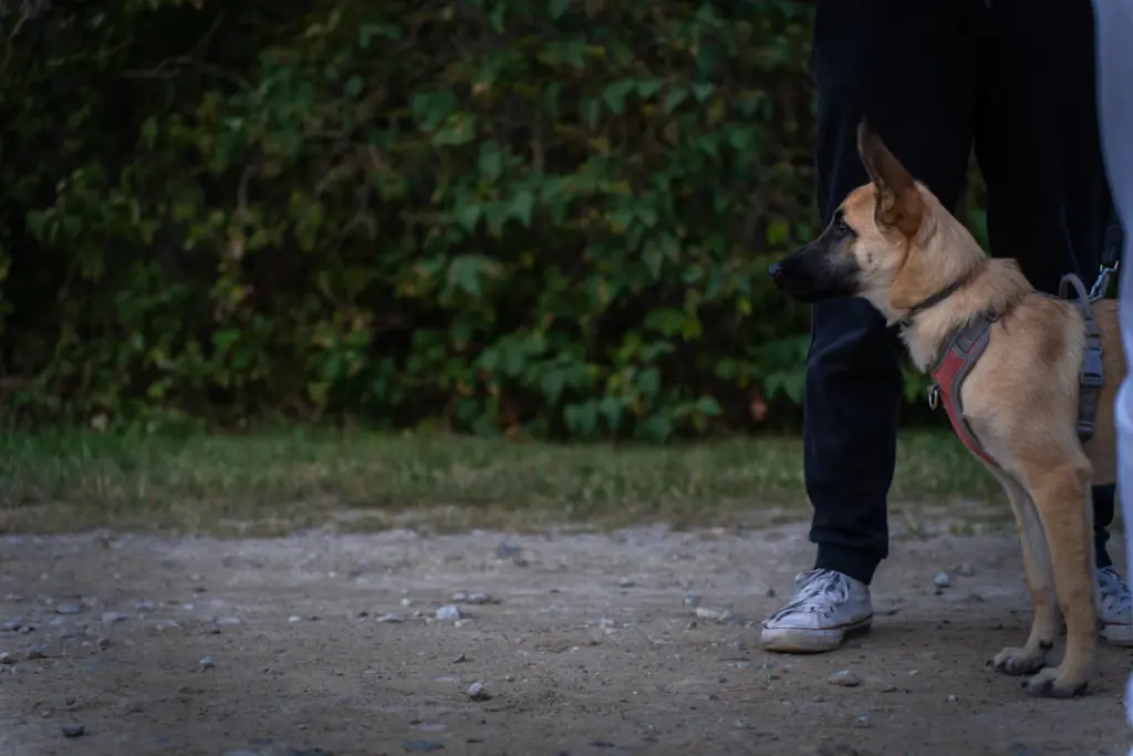 Hundetrainerin arbeitet ruhig mit einem Hund im Freien