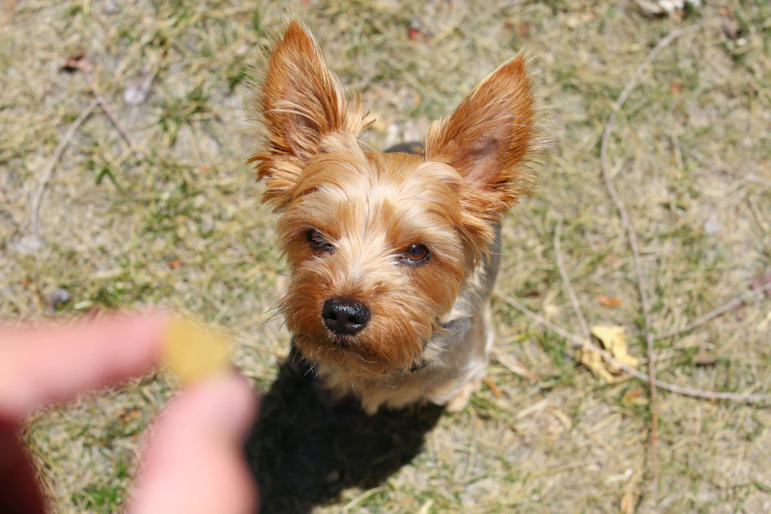 Hund bei einer Trainingsübung im Freien